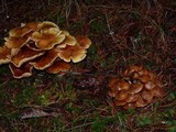 Kuehneromyces mutabilis image