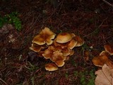 Kuehneromyces mutabilis image