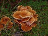 Kuehneromyces mutabilis image