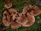 Kuehneromyces mutabilis image