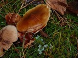 Kuehneromyces mutabilis image