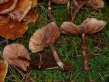 Kuehneromyces mutabilis image