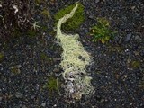 Alectoria sarmentosa image