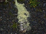 Alectoria sarmentosa image