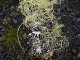 Alectoria sarmentosa image