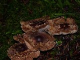 Tricholoma vaccinum image