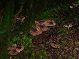 Tricholoma vaccinum image