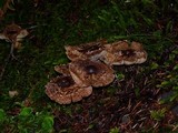 Tricholoma vaccinum image
