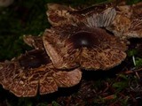 Tricholoma vaccinum image