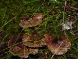 Tricholoma vaccinum image