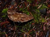 Tricholoma vaccinum image