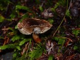 Tricholoma vaccinum image