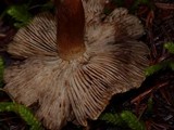 Tricholoma vaccinum image