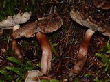 Tricholoma vaccinum image