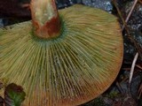 Lactarius rubrilacteus image