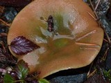 Lactarius rubrilacteus image