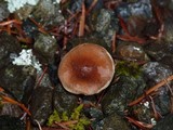 Tricholoma albobrunneum image
