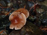 Tricholoma albobrunneum image