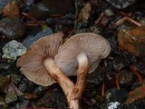 Tricholoma albobrunneum image