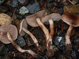 Tricholoma albobrunneum image