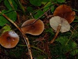 Cystoderma fallax image