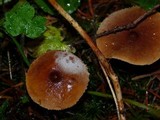 Cystoderma fallax image