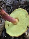 Boletus pallidoroseus image