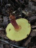 Boletus pallidoroseus image