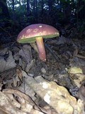 Boletus pallidoroseus image