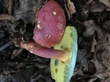 Boletus pallidoroseus image