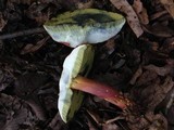 Boletus pallidoroseus image