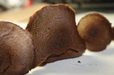 Inocybe hirsuta var. maxima image