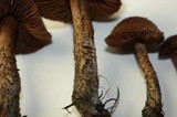 Inocybe hirsuta var. maxima image