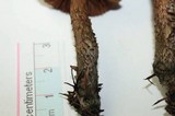 Inocybe hirsuta var. maxima image