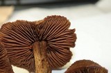Inocybe hirsuta var. maxima image