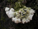 Cerrena unicolor image