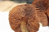 Inocybe hirsuta var. maxima image