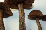 Inocybe hirsuta var. maxima image