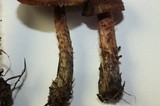 Inocybe hirsuta var. maxima image