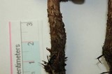 Inocybe hirsuta var. maxima image