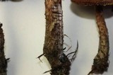Inocybe hirsuta var. maxima image