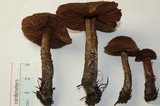 Inocybe hirsuta var. maxima image
