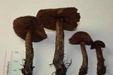 Inocybe hirsuta var. maxima image