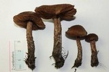Inocybe hirsuta var. maxima image