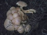 Phaeolepiota aurea image