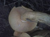 Phaeolepiota aurea image