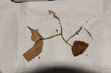Psilocybe fasciata image