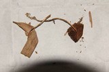 Psilocybe fasciata image