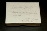 Psilocybe fasciata image