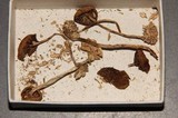 Psilocybe fasciata image